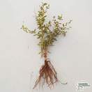 Buy Berberis julianae (Bare Root) online from Jacksons Nurseries