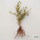 Buy Berberis julianae (Bare Root) online from Jacksons Nurseries