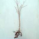Buy Betula pendula Bare Root online from Jacksons Nurseries