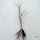 Buy Carpinus betulus Bare Root online from Jacksons Nurseries