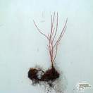 Buy Cornus alba 'Gouchaultii'  Bare Root (Varigated Dogwood) online from Jacksons Nurseries