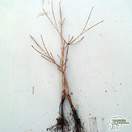 Buy Cornus kousa Bare Root (Chinese Dogwood) online from Jacksons Nurseries