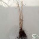 Buy Corylus avellana Hazel Bare Root online from Jacksons Nurseries