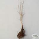 Buy Crataegus monogyna Hawthorn, Quickthorn Bare Root online from Jacksons Nurseries