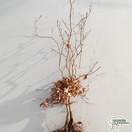 Buy Fagus sylvatica Green Beech Bare Root online from Jacksons Nurseries