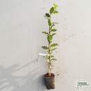 Buy Ilex aquifolium hedging online from Jacksons Nurseries