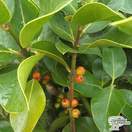 Buy Ilex x altaclerensis Camelliifolia (Highclere Holly) online from Jacksons Nurseries.