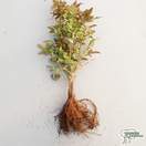 Buy Mahonia aquifolium Apollo (Oregon Grape) online from Jacksons Nurseries