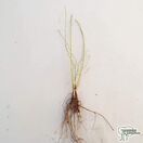 Buy Rosa canina Dog Rose 60-80cm 1+1 Bare Root online from Jacksons Nurseries