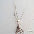 Buy Sorbus aria (Bare Root) online from Jacksons Nurseries