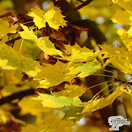 Buy Acer platanoides 'Princeton Gold'  (Norway maple) online from Jacksons Nurseries