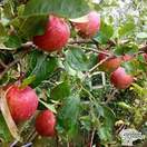 Buy Apple - Malus domestica Red Falstaff online from Jacksons Nurseries.