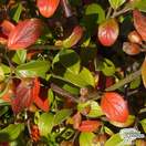 Buy Berberis wilsoniae (Wilson's barberry) online from Jacksons Nurseries.