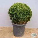 Buy Buxus sempervirens Ball (Common Box) online from Jacksons Nurseries.