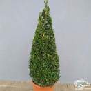 Buy Buxus sempervirens Cone (Common Box) online from Jacksons Nurseries