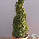 Buy Buxus sempervirens Spiral (Common Box) online from Jacksons Nurseries.