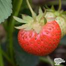 Buy Strawberry - Fragaria x ananassa 'Cambridge Favourite' online from Jacksons Nurseries.