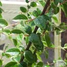Contoneaster Franchetii