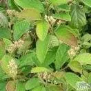 Cotoneaster Lacteus