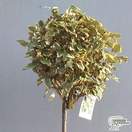 Buy Elaeagnus ebbingei Gilt Edge Lollipop (Tree Form) online from Jacksons Nurseries.