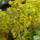 Buy Euphorbia x martinii 'Ascot Rainbow' (Spurge) online from Jacksons Nurseries