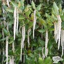 Buy Garrya elliptica 'James Roof' (Silk Tassel Bush) online from Jacksons Nurseries.
