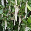 Buy Garrya elliptica 'James Roof' (Silk Tassel Bush) online from Jacksons Nurseries.