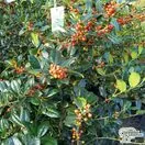 Buy Ilex aquifolium J.C. van Tol (Holly) online from Jacksons Nurseries.