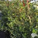 Buy Ilex aquifolium J.C. van Tol (Holly) online from Jacksons Nurseries.