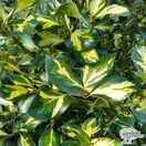 Buy Ilex x altaclerensis Lawsoniana (Holly) online from Jacksons Nurseries