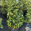Buy Ilex x altaclerensis Lawsoniana (Holly) online from Jacksons Nurseries