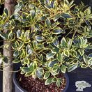 Buy Ilex x altaclerensis Golden King (Variegated Holly) online from Jacksons Nurseries.