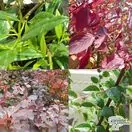 Ornamental Garden Bare Root Pack