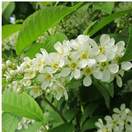 Prunus Padus white flowers