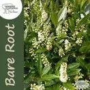 Prunus Laurocerasus Ottoluyken