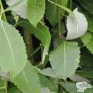 Buy Salix caprea Kilmarnock (Kilmarnock Willow) online from Jacksons Nurseries.
