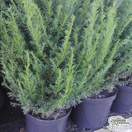 Buy Taxus baccata (Common Yew) online from Jacksons Nurseries.