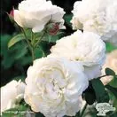 Buy Rosa Winchester Cathedral (English Shrub Rose) online from Jacksons Nurseries.