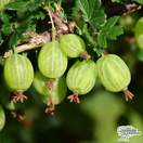 Buy Gooseberry - Ribes uva-crispa 'Invicta' online from Jacksons Nurseries.