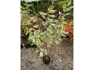 Cornus Elegantissima 1