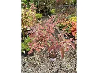 Cornus Spaethii 1