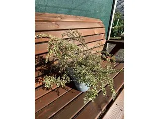 Cotoneaster Variegatus 1