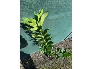 Euonymus Europaeus 1