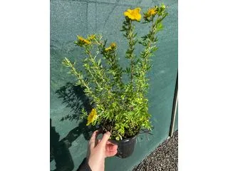 Potentilla Goldfinger 2