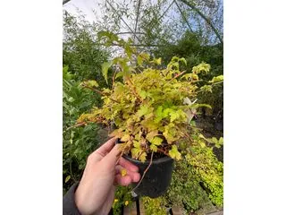 Stephanandra incisa Crispa 1