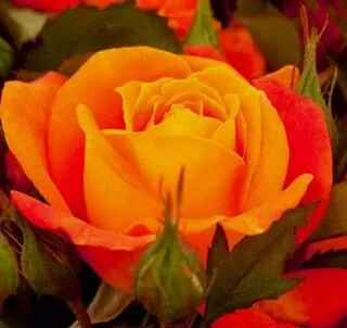 Buy Rose 'Super Trouper' (Standard, 90-120cm stem) online from Jacksons Nurseries