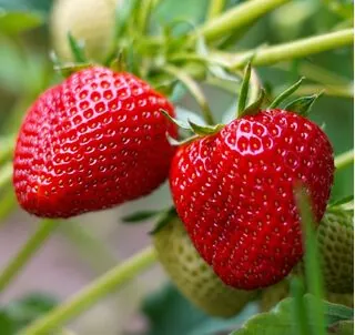 Strawberry Albion 3