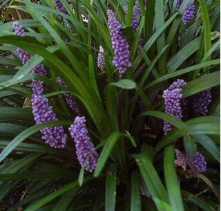 Liriope Big Blue 8