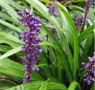 Liriope Big Blue 3