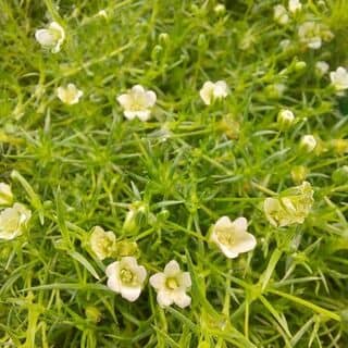 Sagina Subulata 11